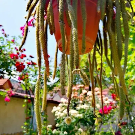 Modern&cozy Bosnian House With Garden+free Parking Pensionat SJJ