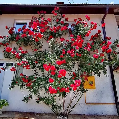 Guest house Modern&cozy Bosnian House With Garden+free Parking Sarajevo